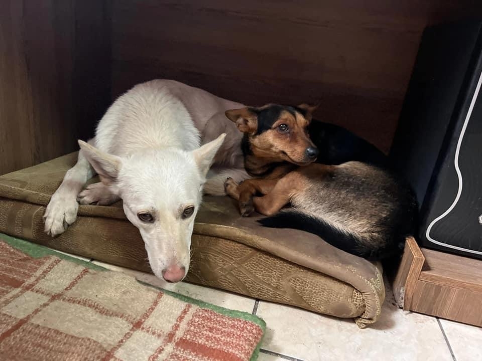 Two indoor dogs at Shelter Pif seek shelter under a desk during the 2022 Ukraine crisis.