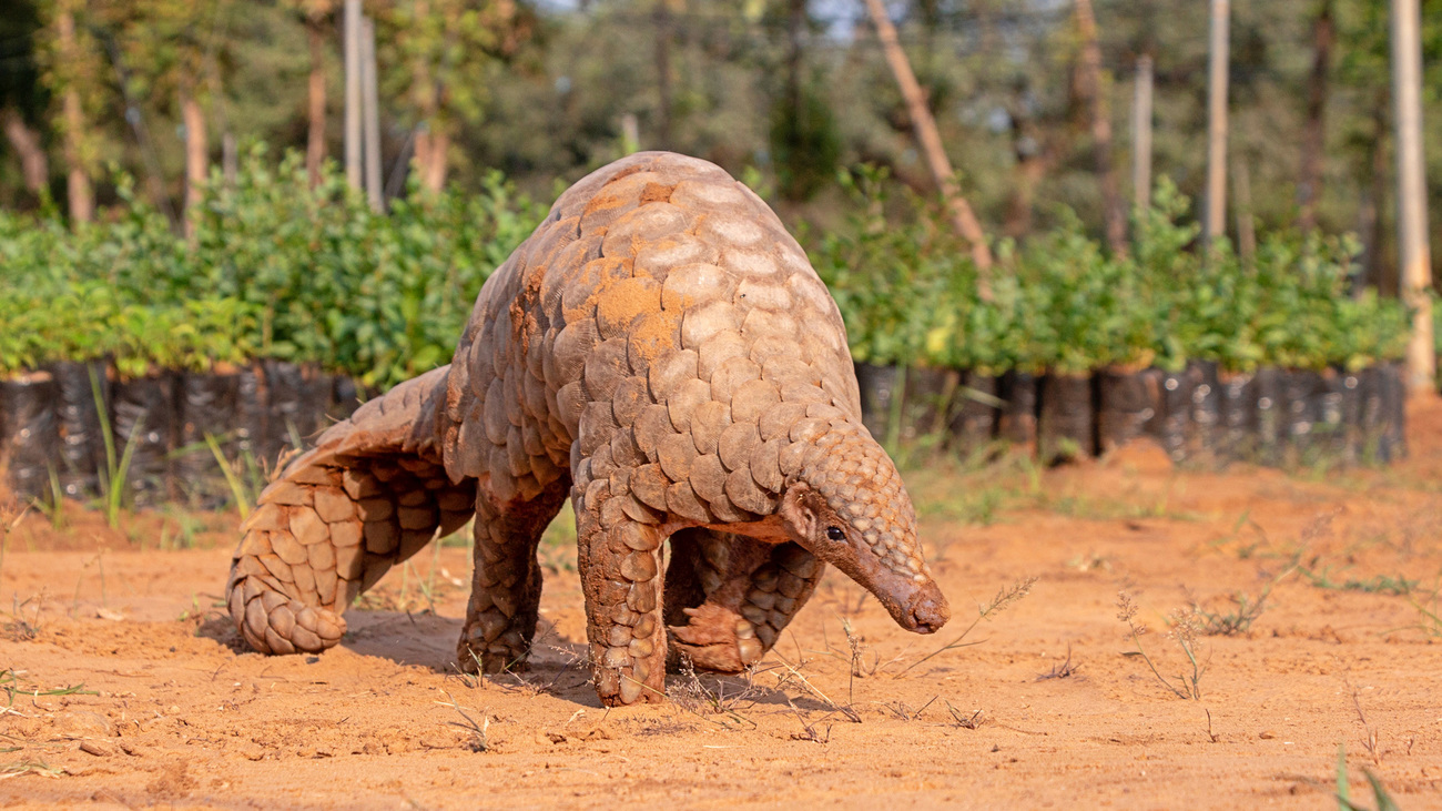 An Indian pangolin