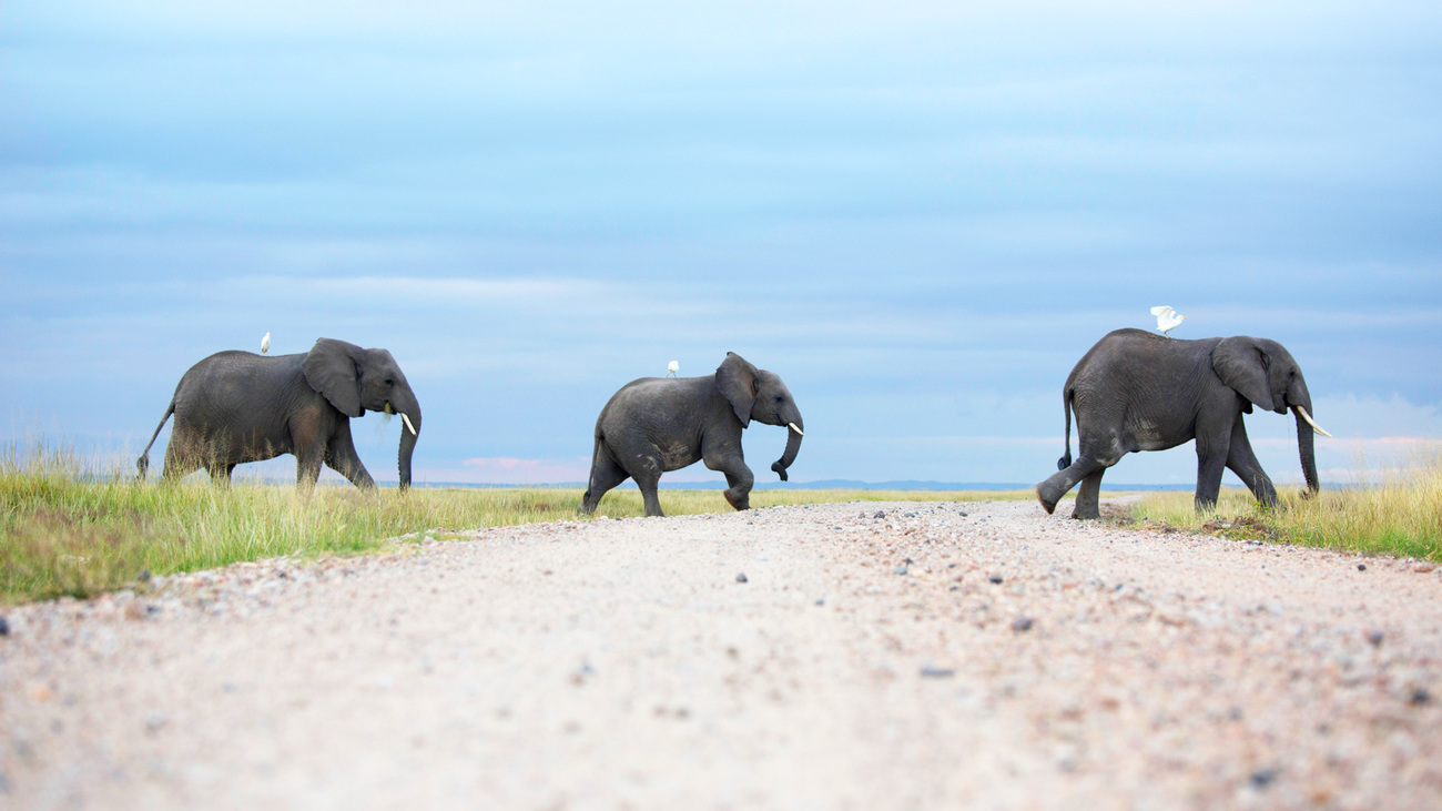 Olifanten steken een weg over in Amboseli National Park.