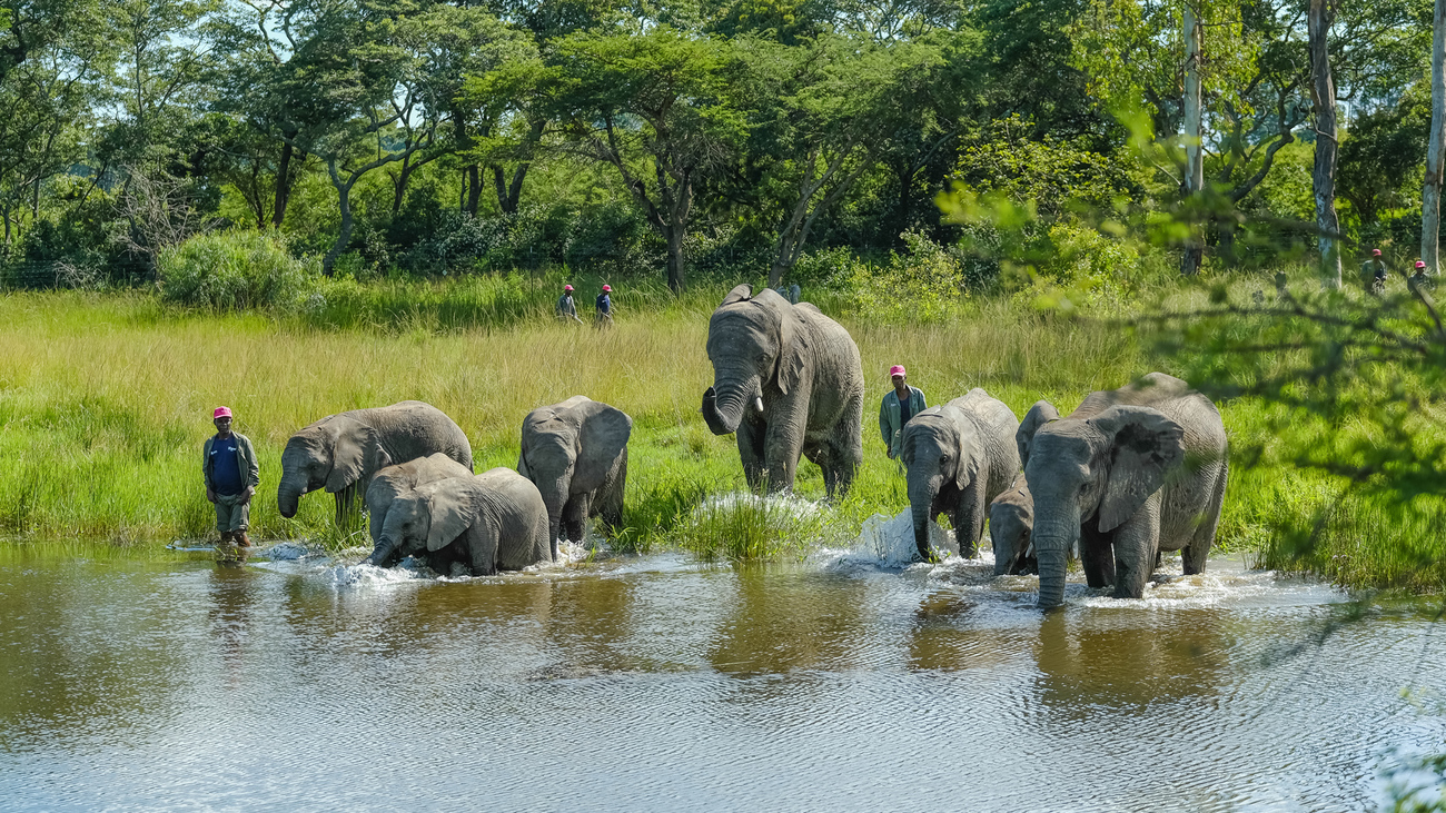 Elephants and handlers get in the water near the Wild is Life-Zimbabwe Elephant Nursery.