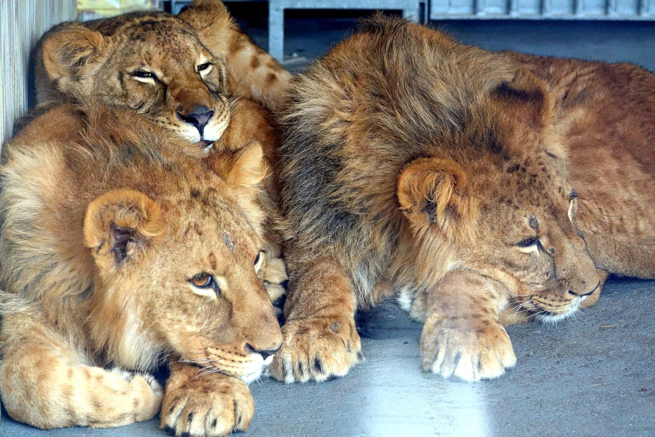 Lions evacuated from a Ukrainian sanctuary at their temporary new home at the Poznań Zoo in Poland during the 2022 Ukraine conflict.