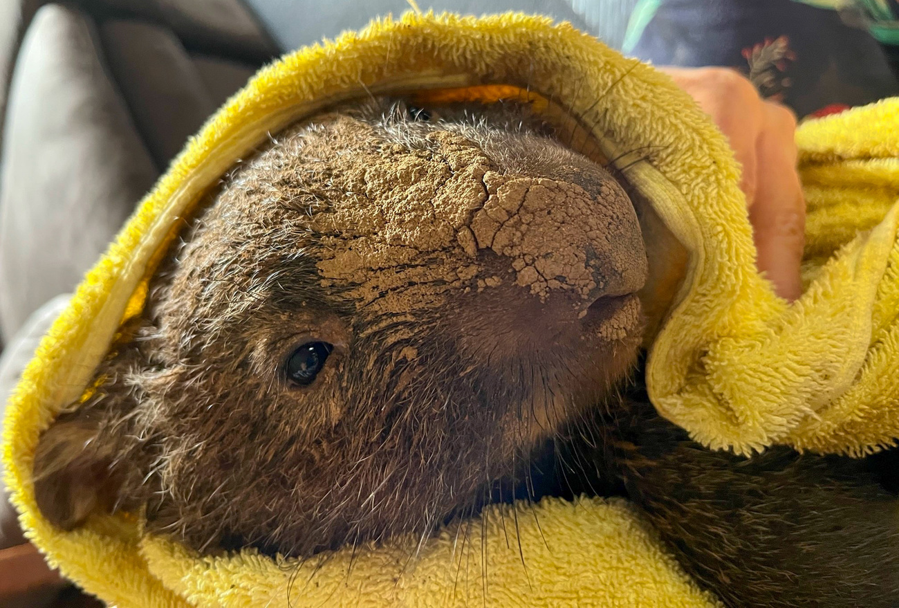 Un wombat sauvé après les inondations de mars 2022 en Nouvelle-Galles du Sud.