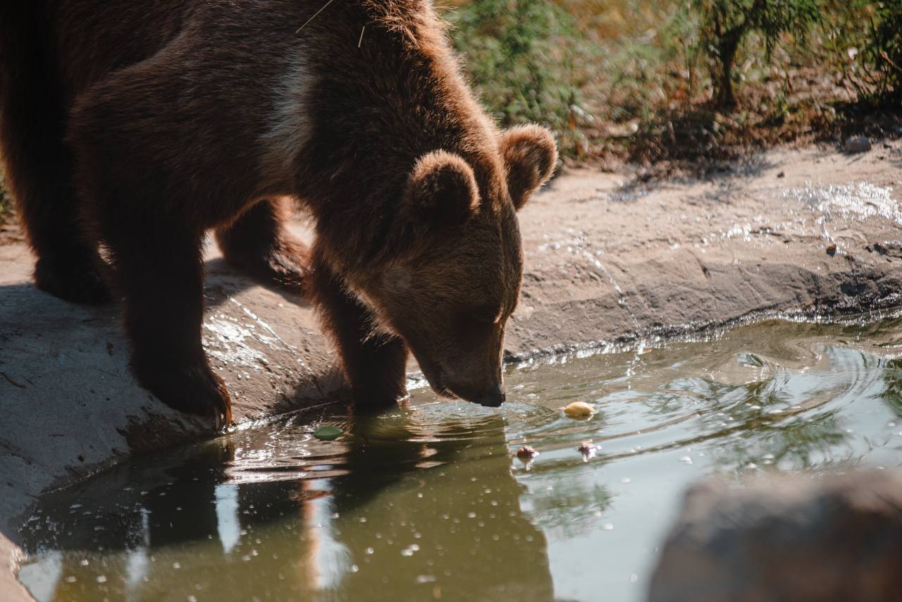 Luba the bear drinks from a small pond at Save Wild's White Rock Bear Shelter outside of Kyiv, Ukraine.