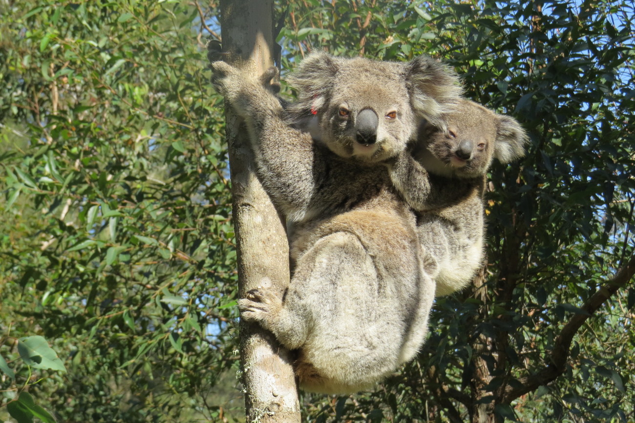 Bushfire survivor koala Ember with joey on her back in a tree 