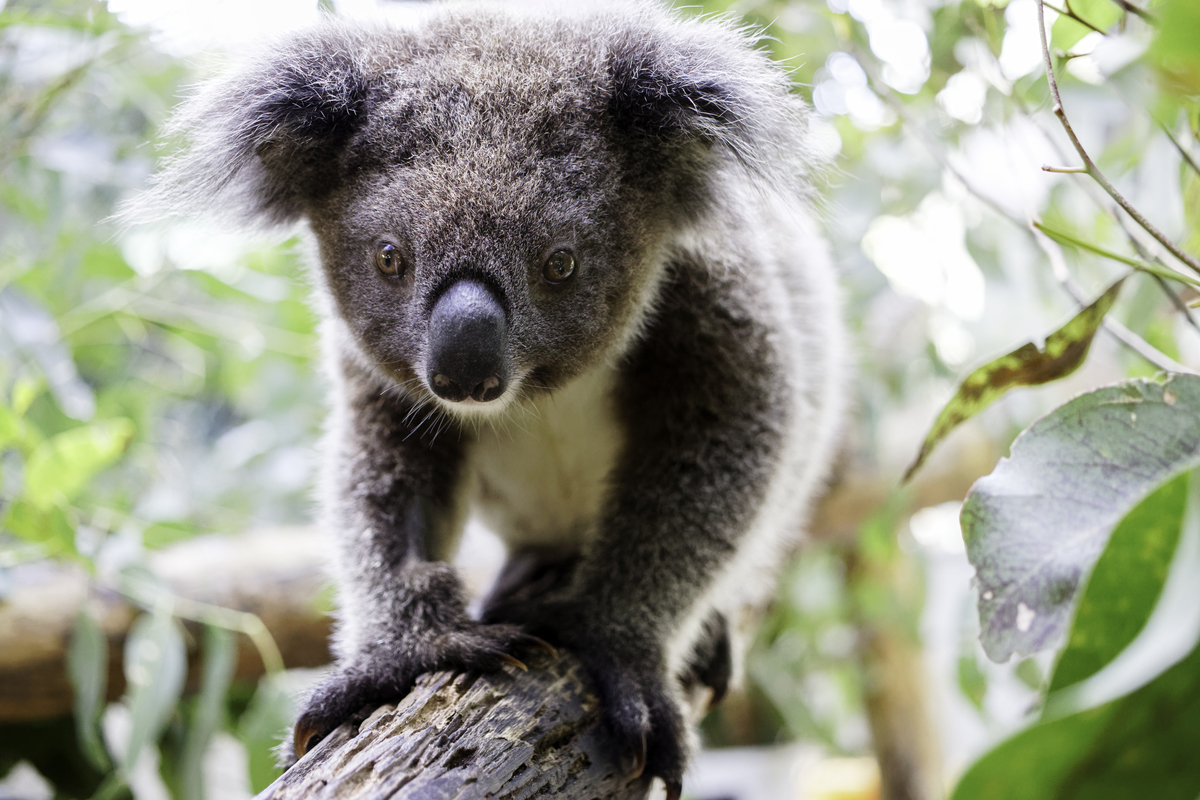 Koala joey, Gulliver, walks along a branch