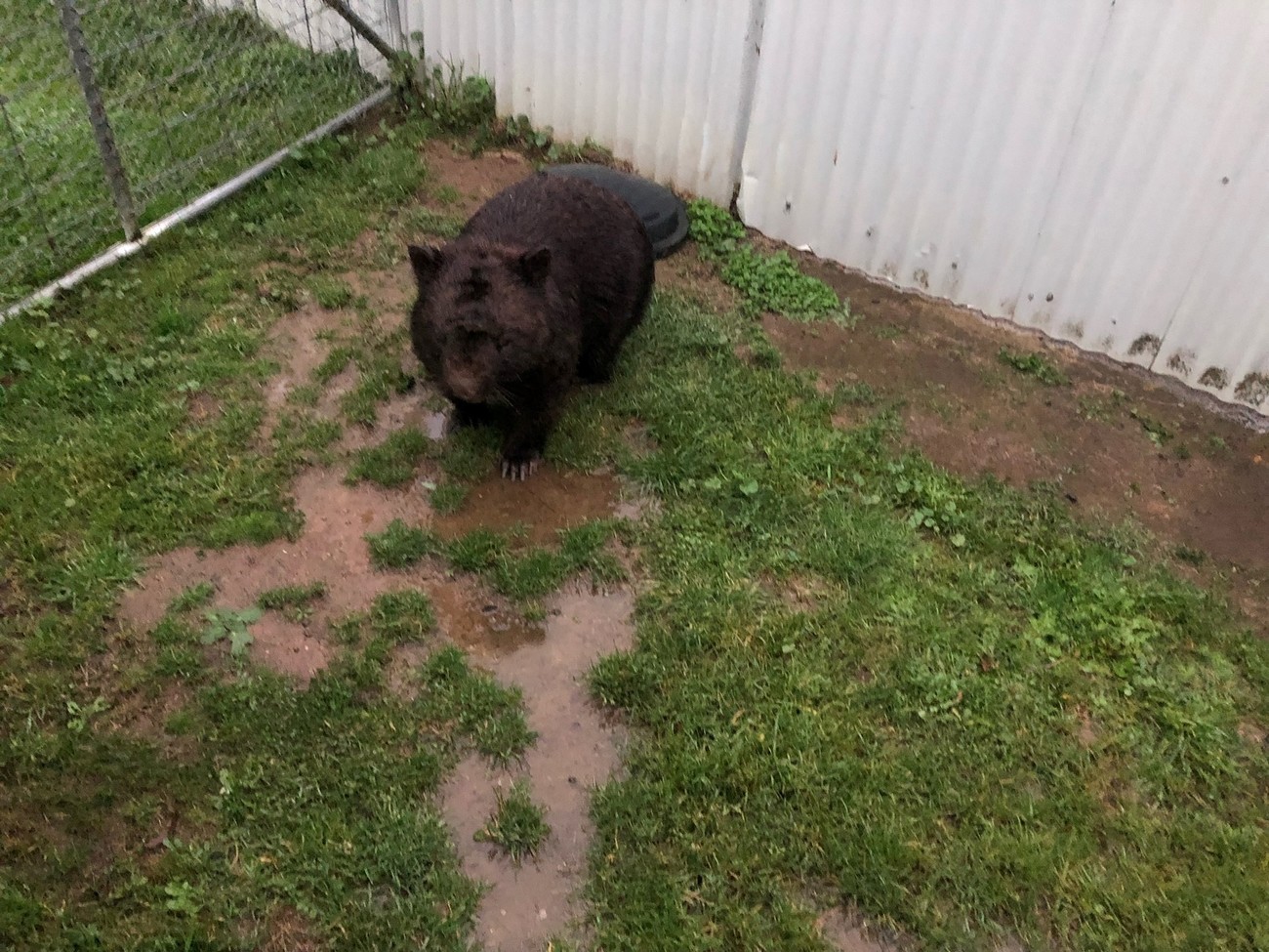 wombat walks on the grass