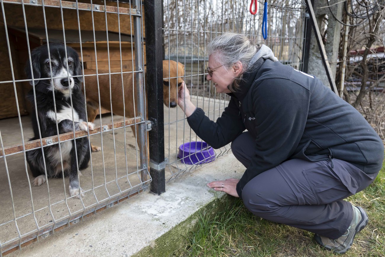 Aide apportée aux réfugiés ukrainiens et aux animaux en Pologne 