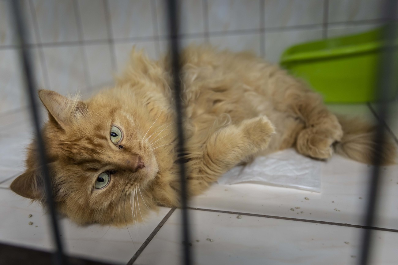 A Ukrainian cat who escaped the Ukrainian conflict and is currently being quarantined at ARKA Animal Protection Association in Przemyśl, Poland, lounges in its den. 