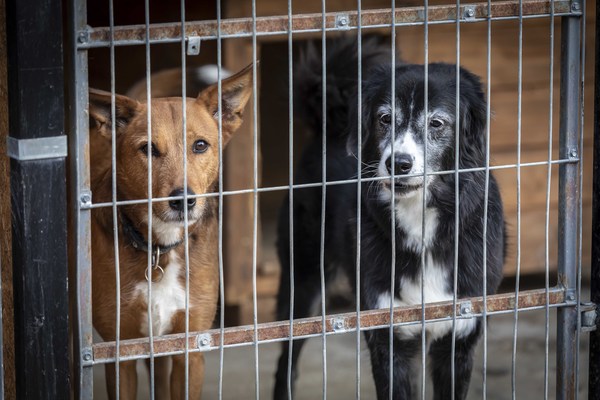 ifaw rushes emergency help to animals in Ukraine
