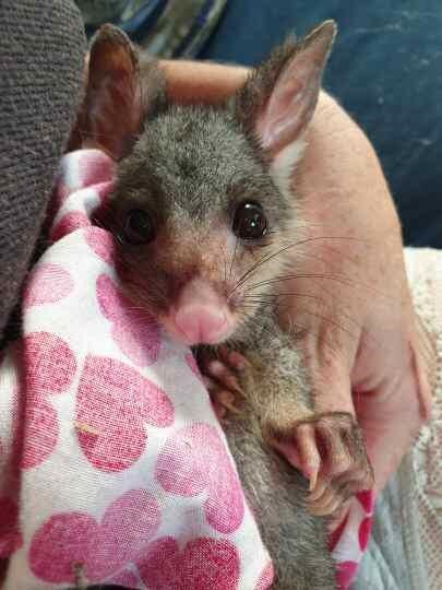 rescued possum in a pink blanket