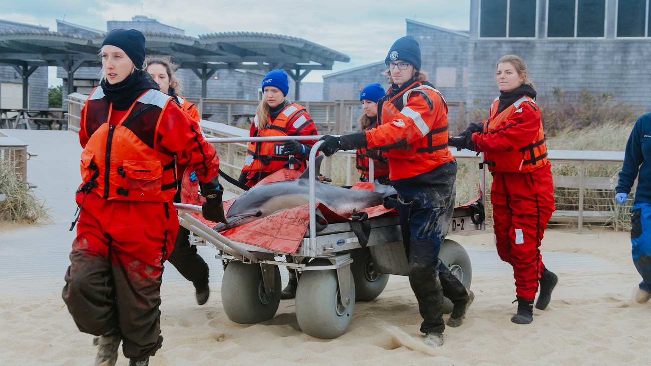 six IFAW marine mammal rescuers cart a dolphin