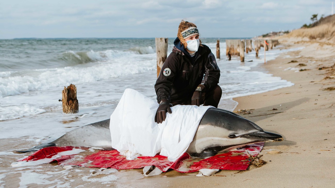 AmeriCorps member cares for a stranded dolphin on the beach