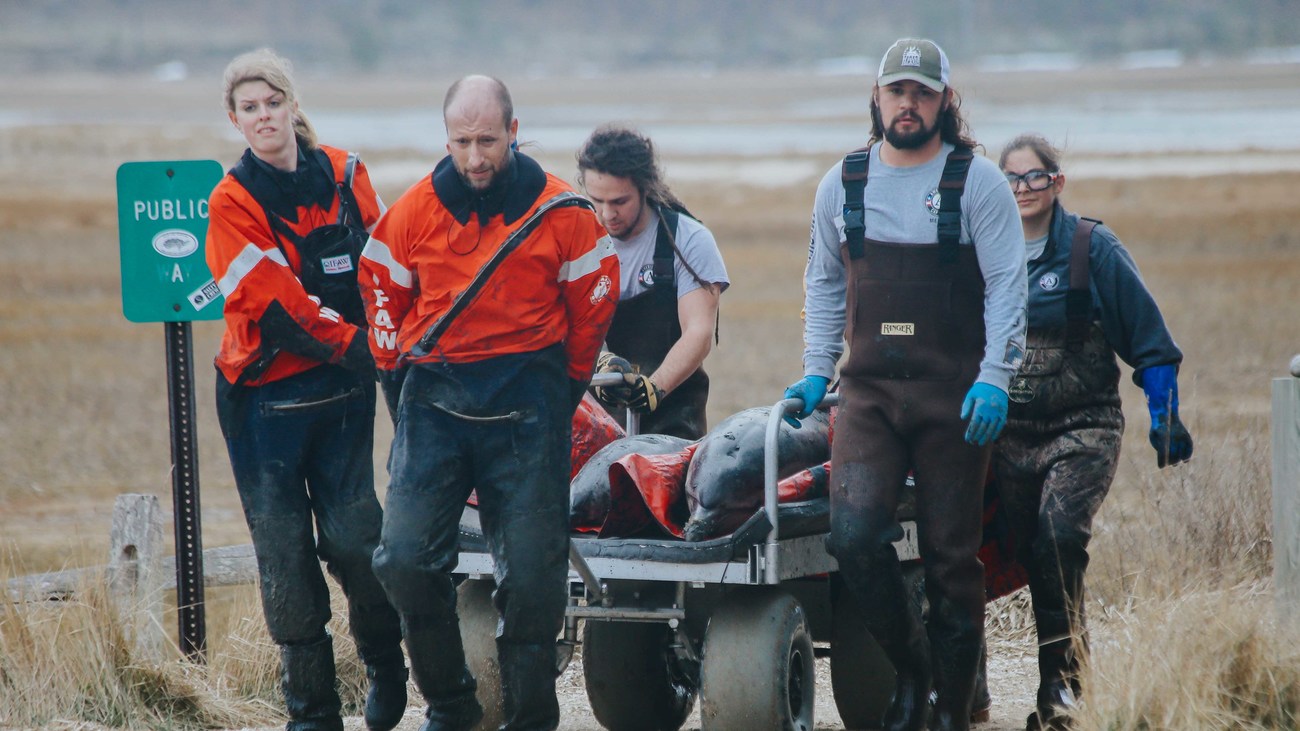 marine mammal rescuers cart two common dolphins rescued from a mass stranding