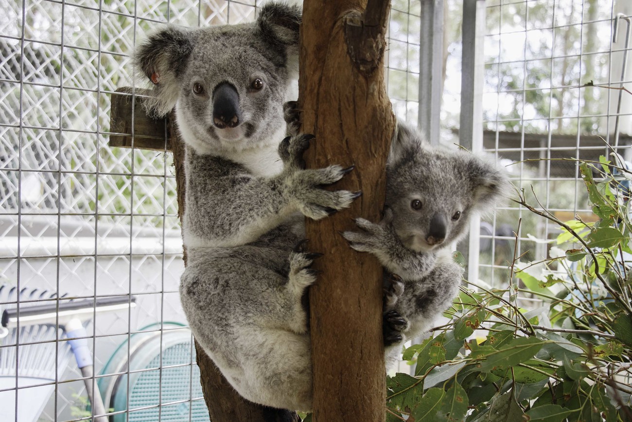 Koala mum Shontana and joey Dobby were in care at Friends of the Koala after they were separated when Dobby fell down a tree.