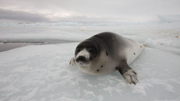 Robbenjagd in Kanada beginnt
