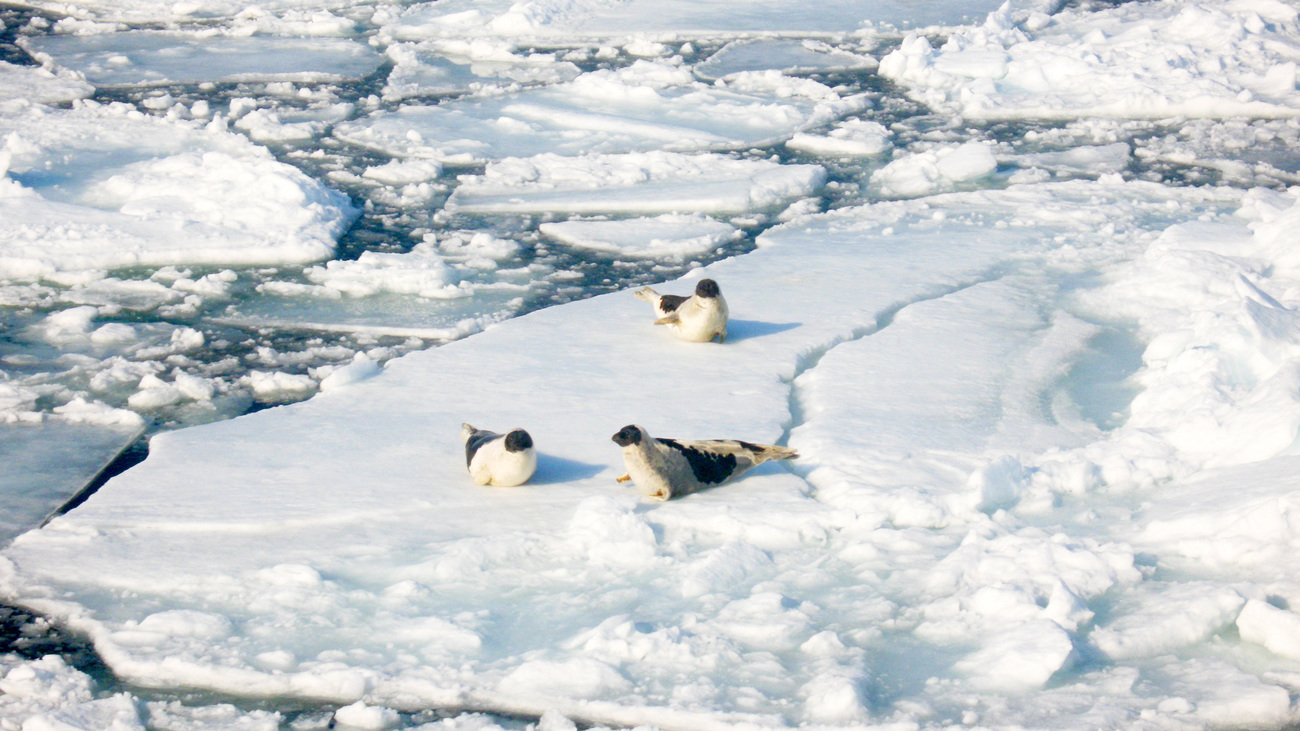 three harp seals on melting ice 