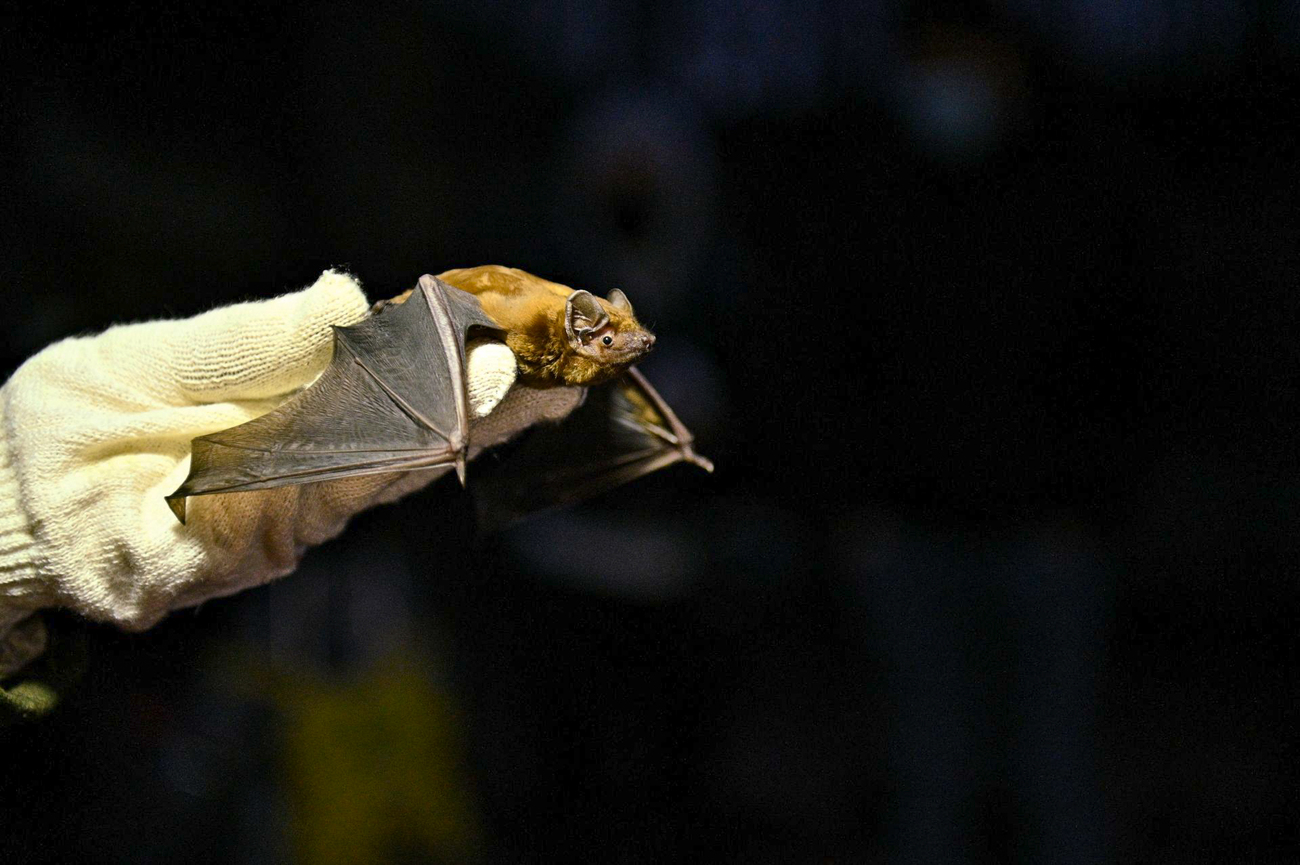 A bat is held by a gloved hand  at the Ukrainian Independent Ecology Institute.