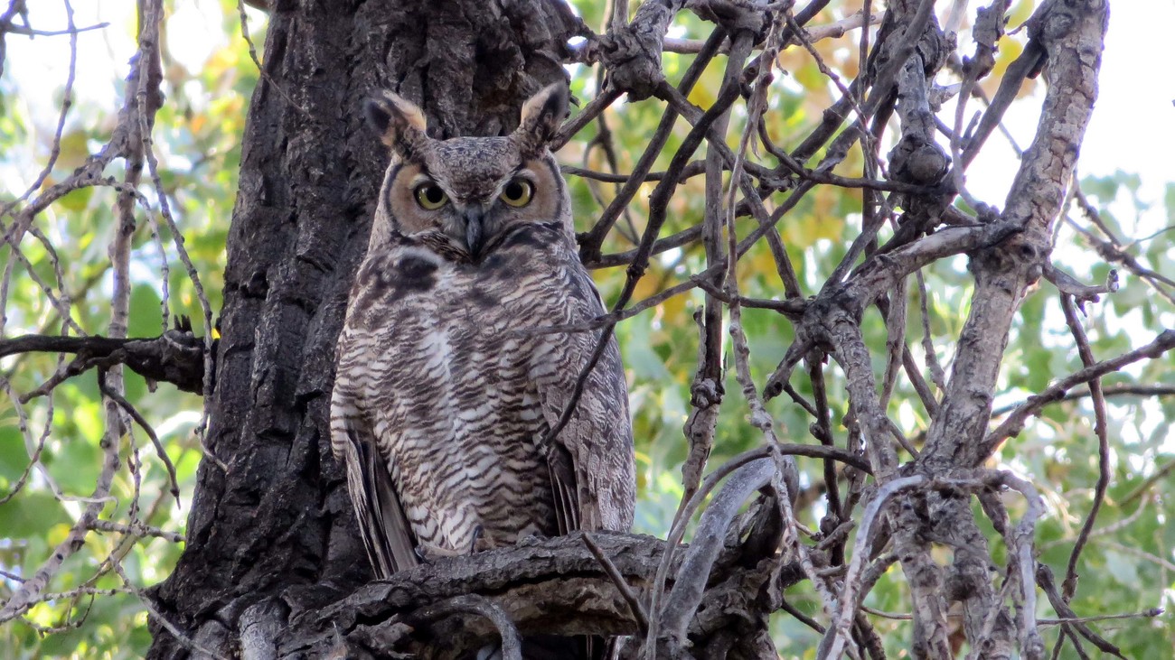 great horned owl on tree branch