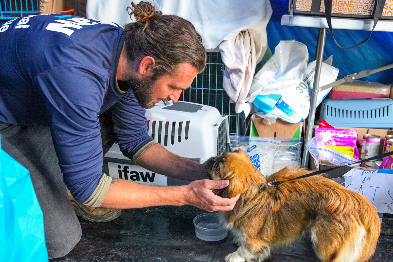 Andrew Kushnir, an IFAW-contracted veterinarian, greets Femi the dog.