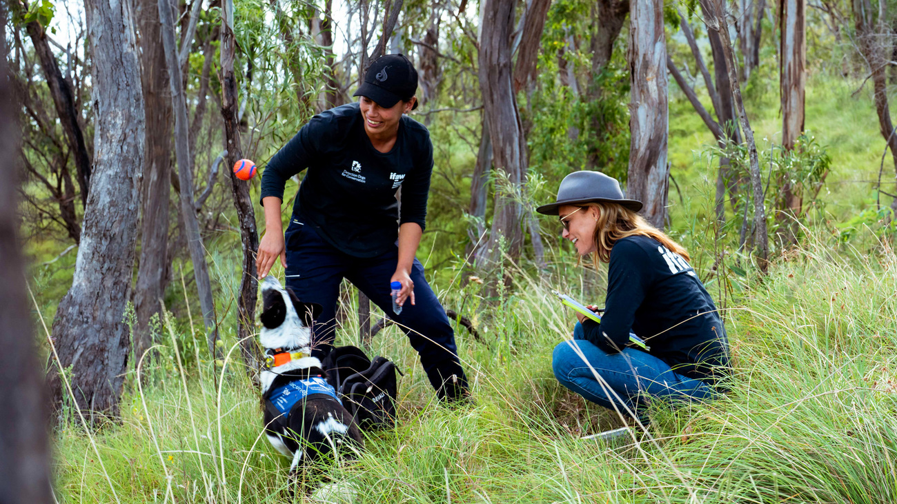 UniSC DDC researcher Riana Gardiner, IFAW Landscape Conservation Officer Wendy Simpson and detection dog Billie-Jean analysing koala scats.