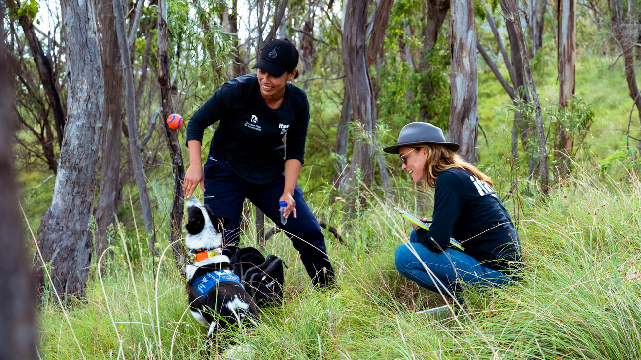 black and white dog jumps for a ball next to two women