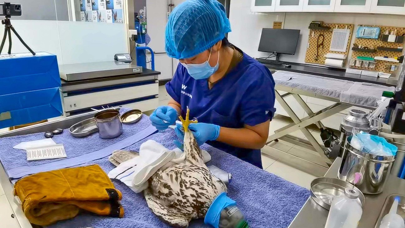 rehabilitator examines a saker falcon at the Beijing Raptor Rescue Center