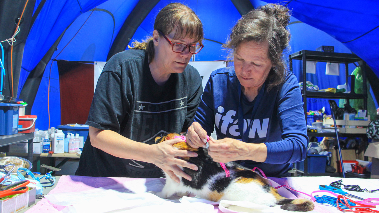 IFAW responders and volunteers look after an Ukrainian cat