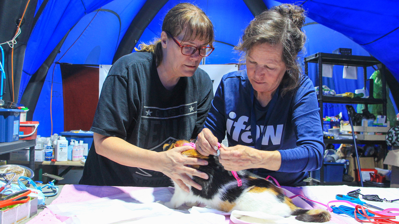 Le Docteur Markee Kuschel de Greater Good Charities et la secouriste d'IFAW Diane Treadwell ont équipé l'un des chats de la réfugiée ukrainienne Liudmyla d'un harnais.