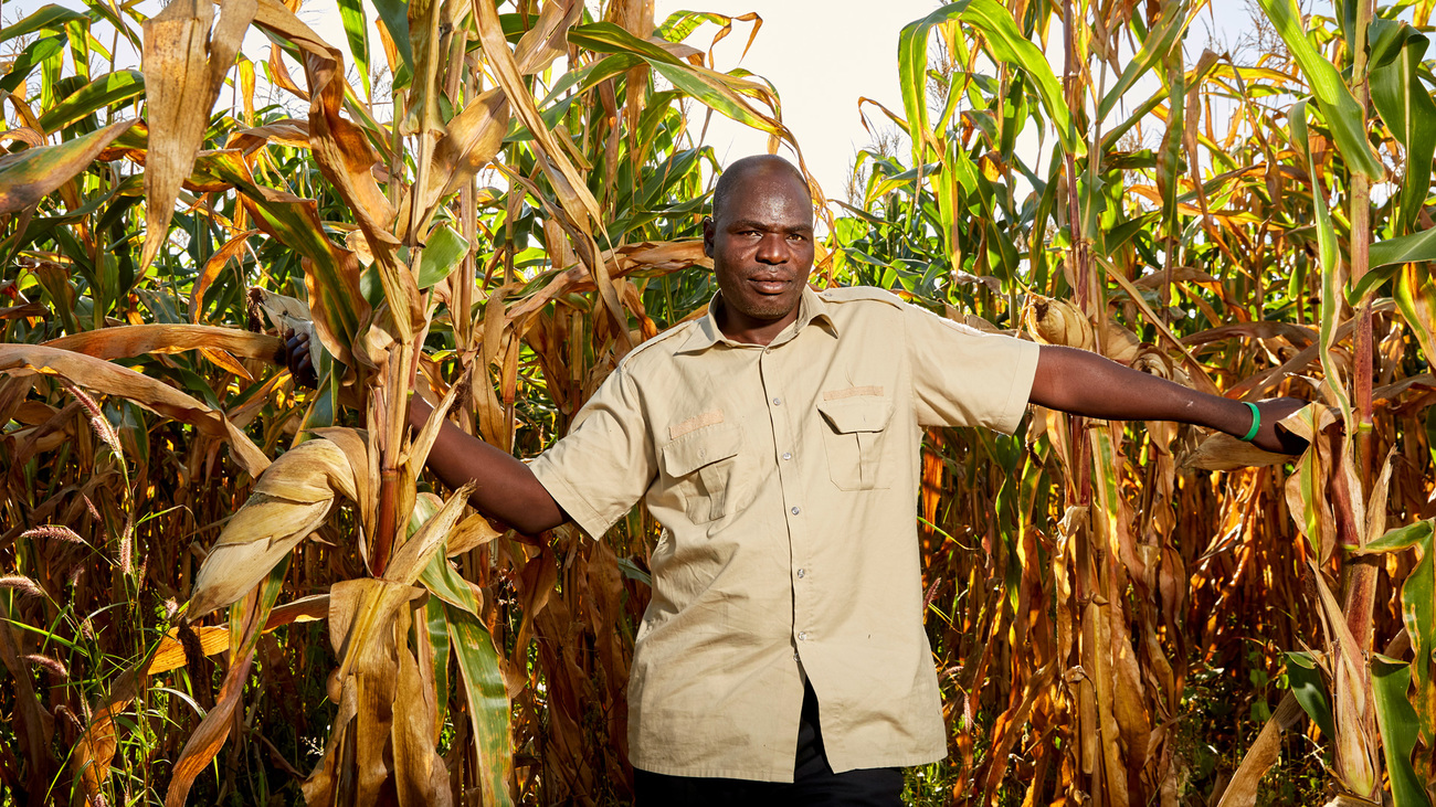 Former poacher Smoke Phiri stands in his maize field in Mwase Mphangwe, Zambia.