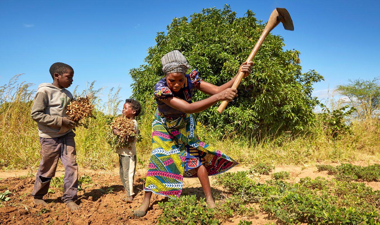 Elita Mwale and her family harvest peanuts on their farm in Chikomeni, Zambia.