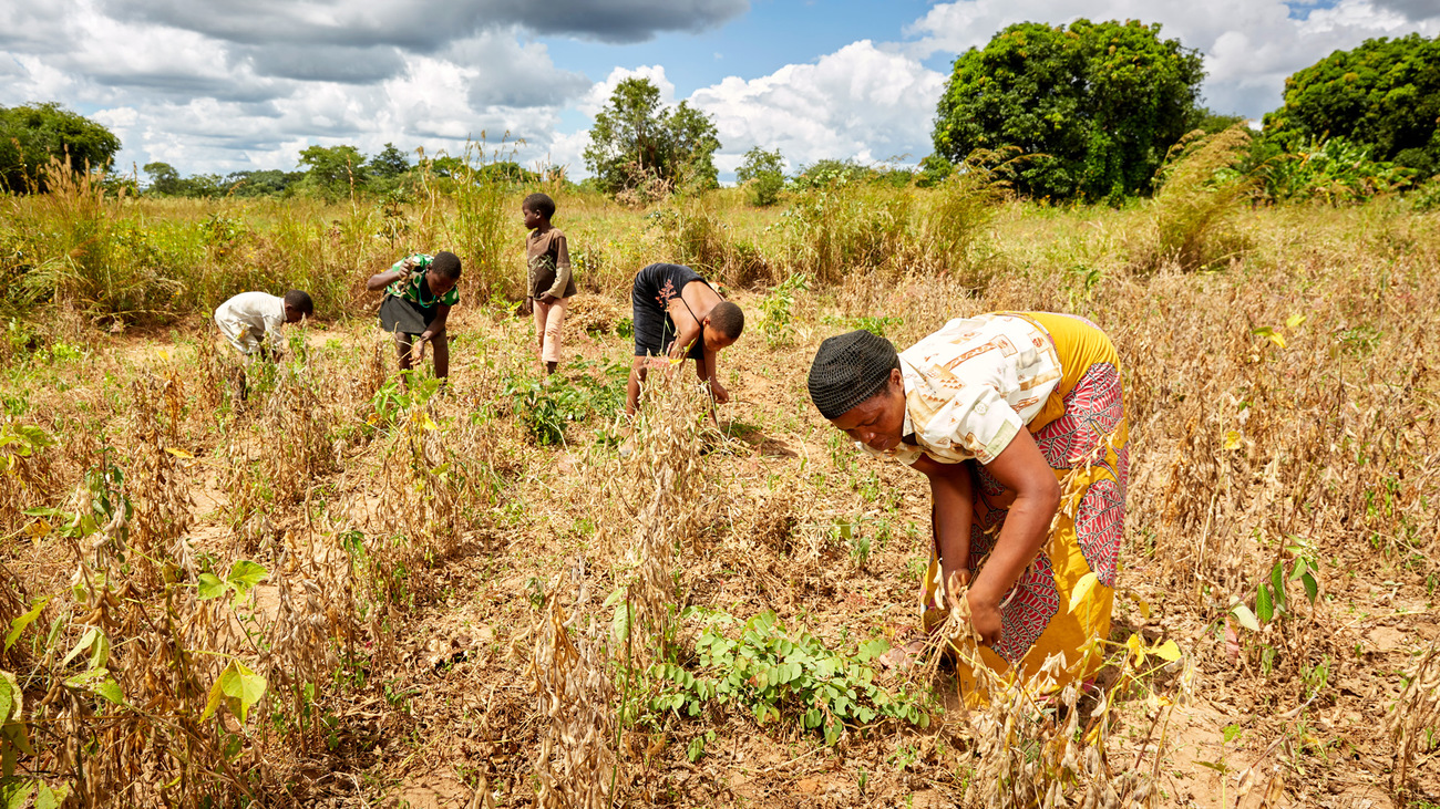 Grace and her family harvest soya beans from their field, Chikomeni, Zambia.