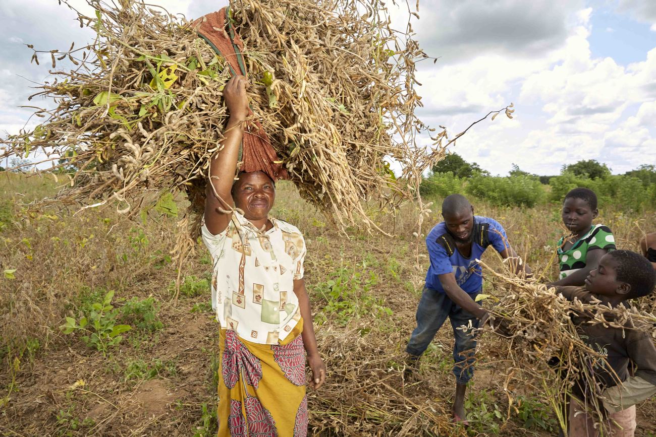 Portant sur sa tête un paquet de graines de soja qu’elle a récoltées, Grace Mtonga retourne dans son village familial de Chikomeni, en Zambie. 