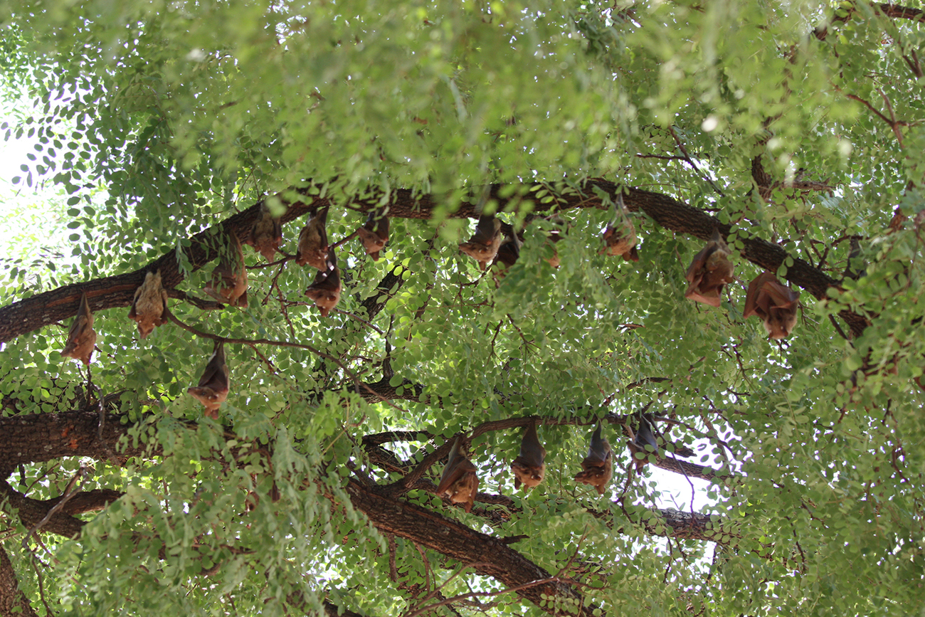 Fruitvleermuizen hangend aan een boom in Zambia.