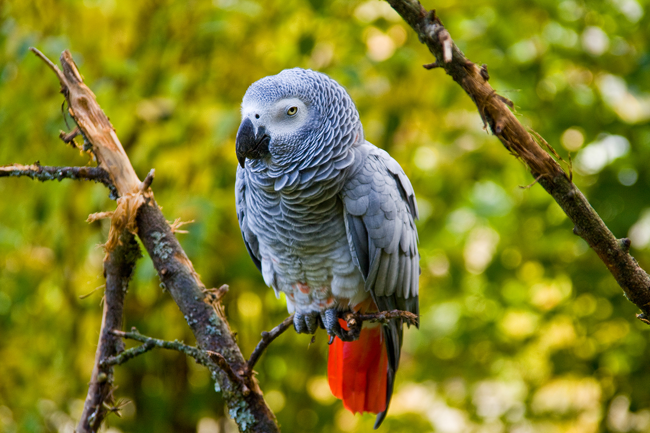 Op het internet bieden handelaren verschillende wilde dieren aan, waaronder bedreigde Afrikaanse grijze papegaaien.