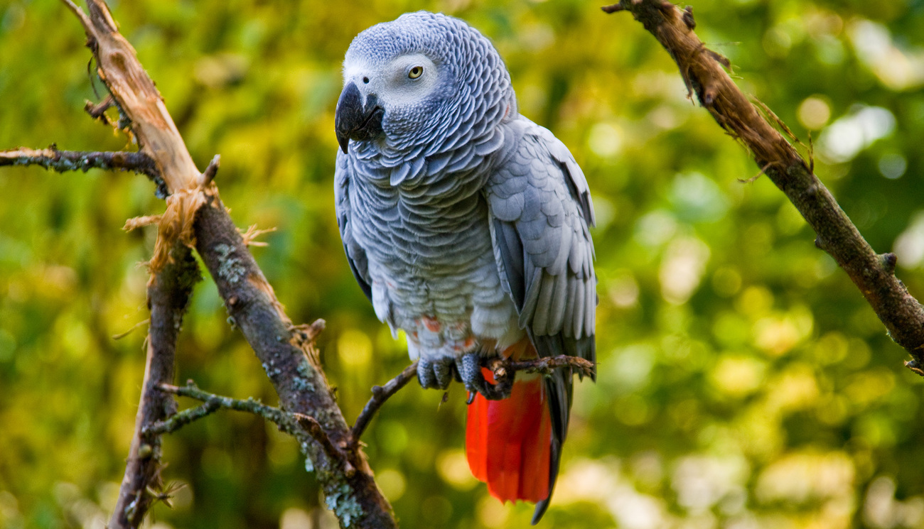 An African grey parrot perched on a branch.