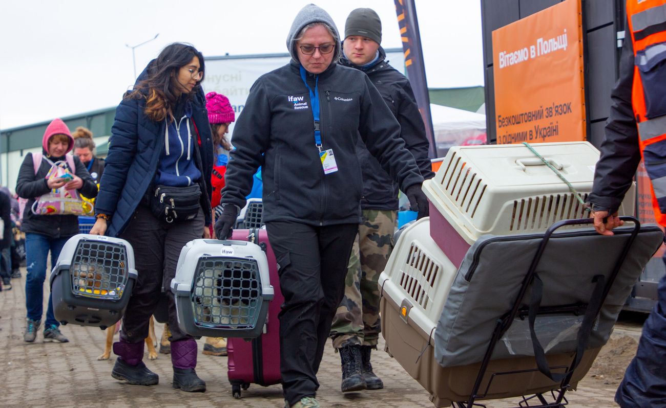 Einsatzhelfer:innen tragen die Hunde der aus der Ukraine geflüchteten Tatiana in neuen, vom IFAW bereitgestellten Transportboxen.