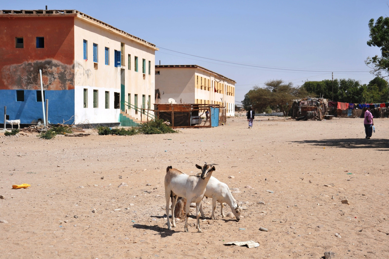 Des chèvres au Somaliland.