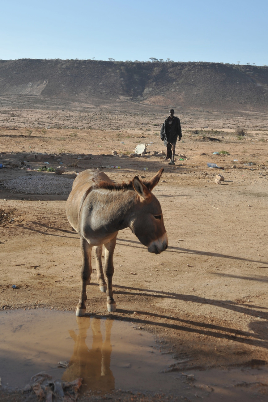 Un homme s’approche de son âne, au Somaliland