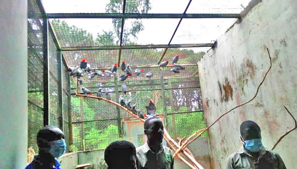 African grey parrots in rehabilitation at the Uganda Wildlife Conservation Education Centre after being seized from a trafficker.