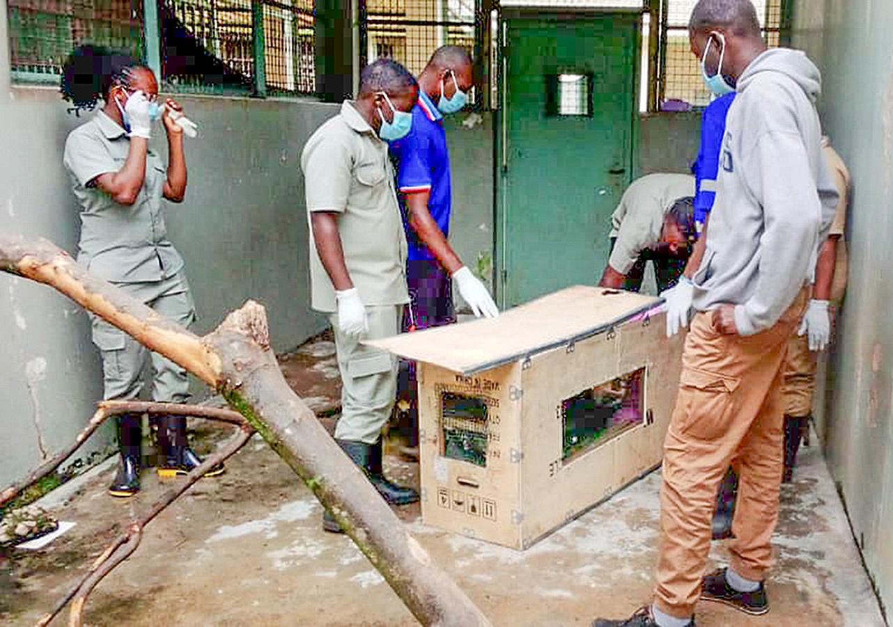 African grey parrots in a crate received at the Uganda Wildlife Conservation Education Centre after being seized from a trafficker.