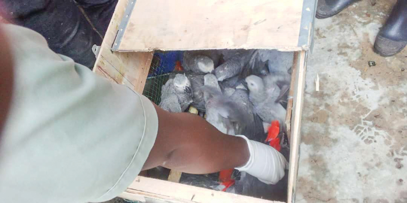 A rehabilitator reaches a gloved hand into a crate containing African grey parrots seized as part of an illegal wildlife trafficking operation in Uganda.