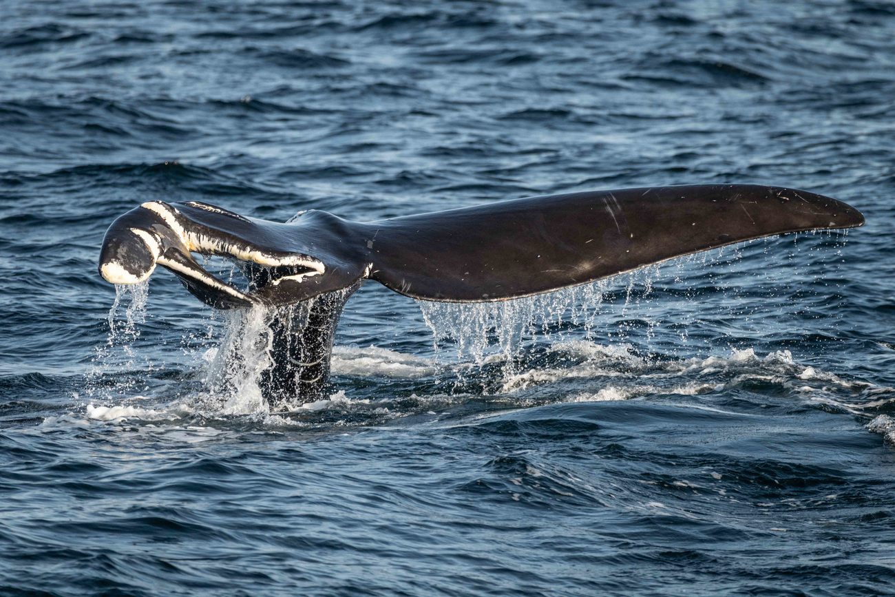 Severely damaged tail of North Atlantic right whale known as "Lemur"—the result of a ship strike. 