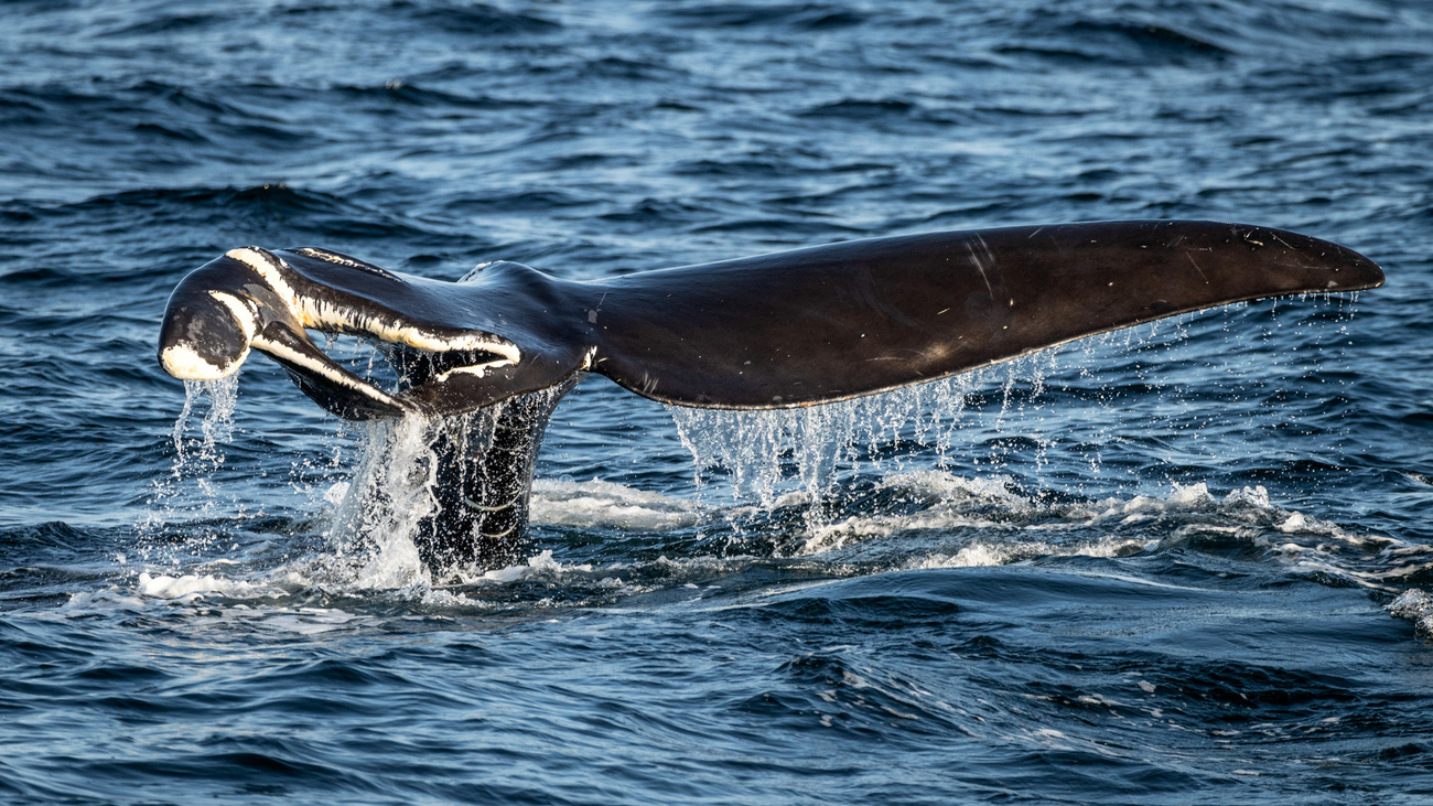 Severely damaged tail of North Atlantic right whale known as "Lemur" the result of a ship strike.