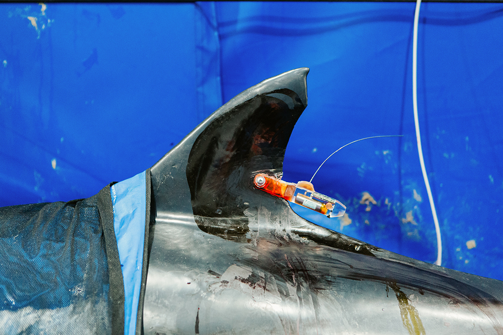 A closeup of the dorsal fin of a Common dolphin with a satellite tag attached to it.