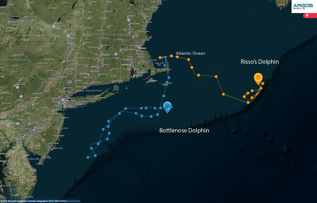 Post-release progress of two stranded dolphins rescued in April of 2022. 