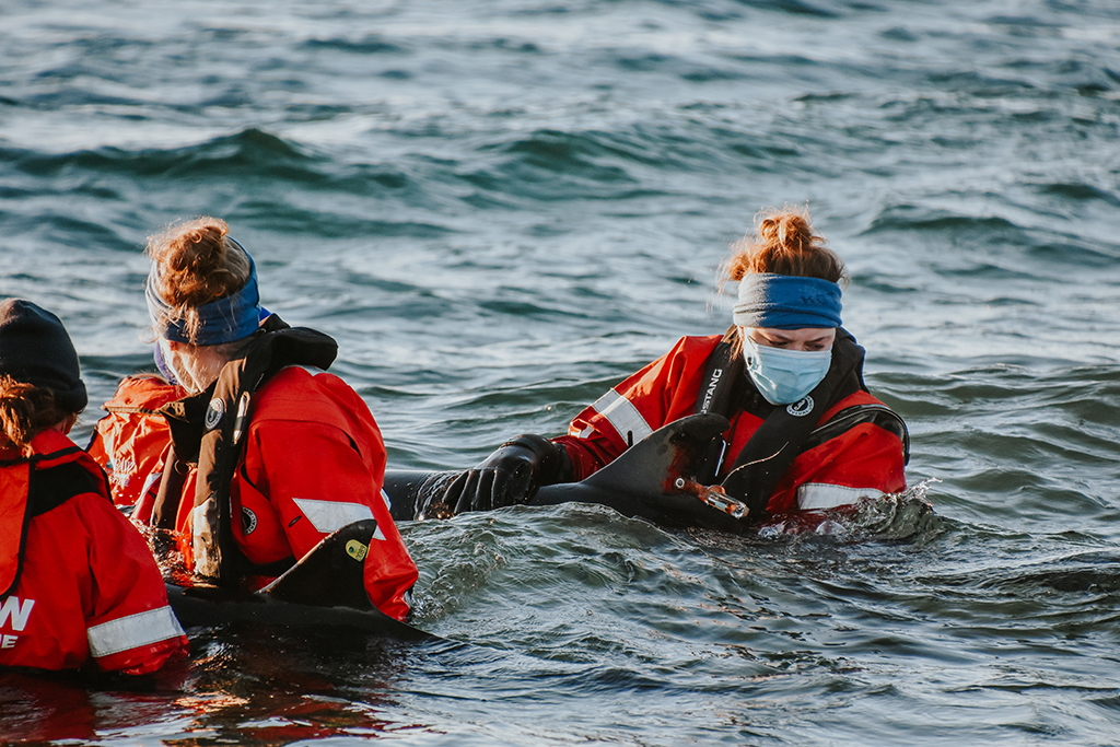 Responders in protective gear wade into the surf, supporting a previously stranded Risso’s dolphin as they release it back to the ocean off Herring Cove Beach in Provincetown, MA.