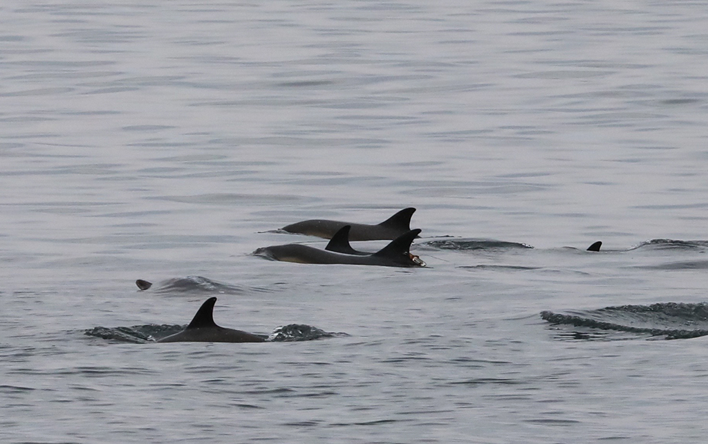 A pod of dolphins come to the water's surface. A previously stranded common dolphin was located swimming in Cape Cod Bay as part of the large pod a few weeks later.