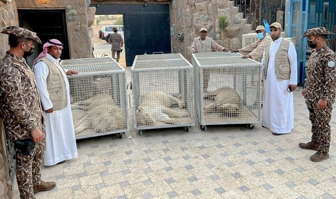 Several men, some in uniform, stand around three anesthetized lions in cages that were confiscated from a Saudi man who was keeping them on a private resort.