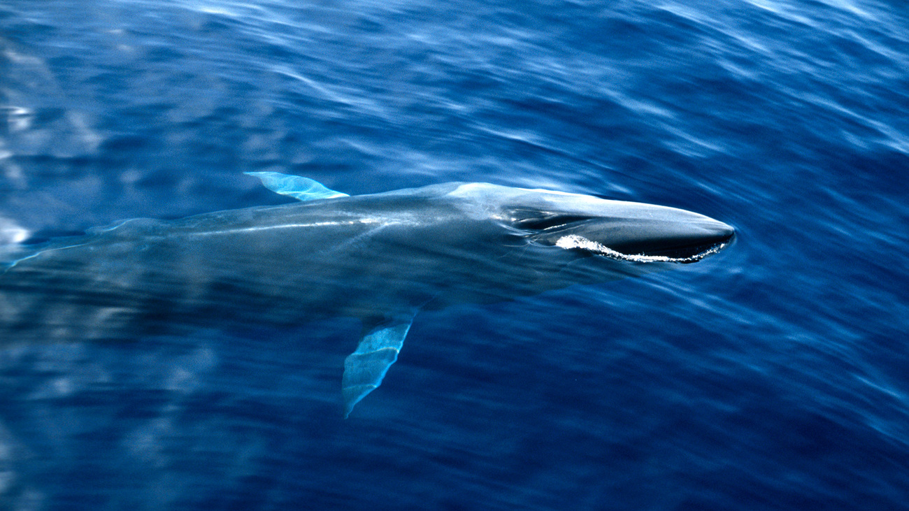 A fin whale at the surface of the water, blowhole visible.