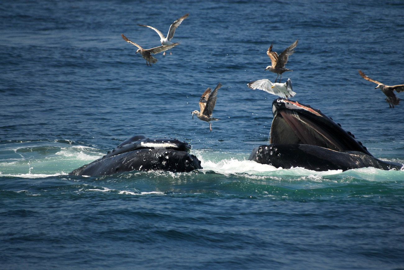 Humpback whales feed at the surface of the water with birds flying just overhead. 